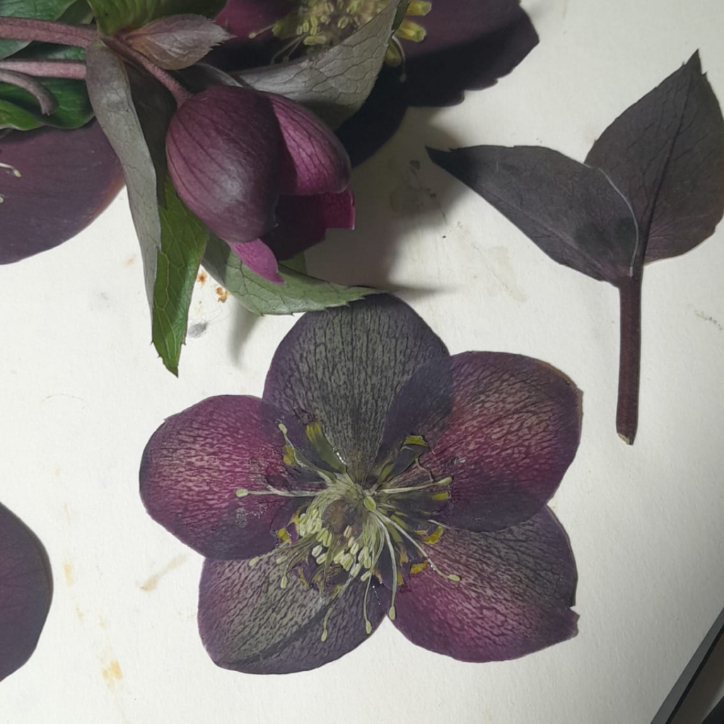 @herba.press | flori presate de helleborus pentru decor botanic de iarna