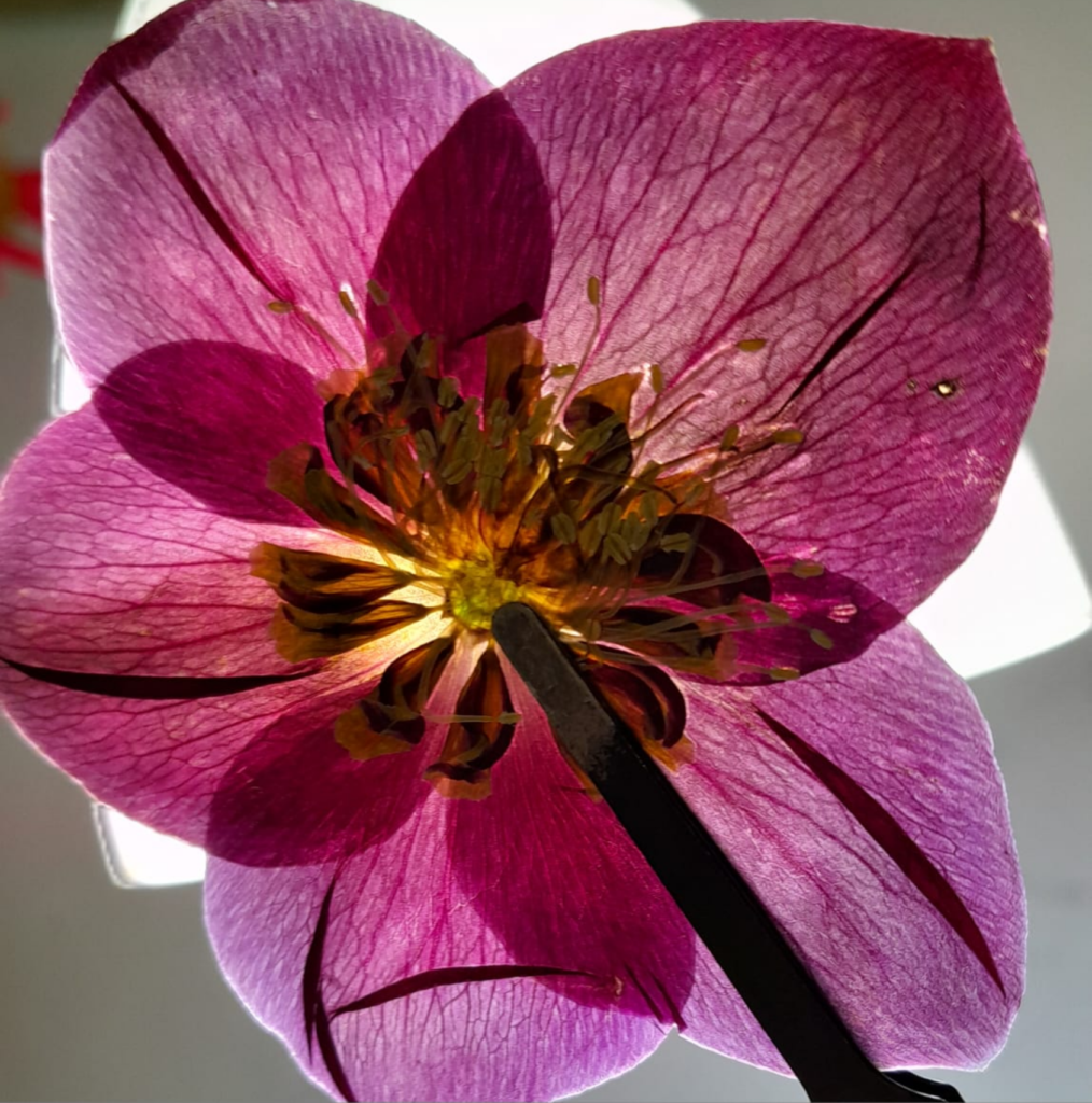 @herba.press || artă botanică cu flori presate de helleborus pentru decor de iarnă