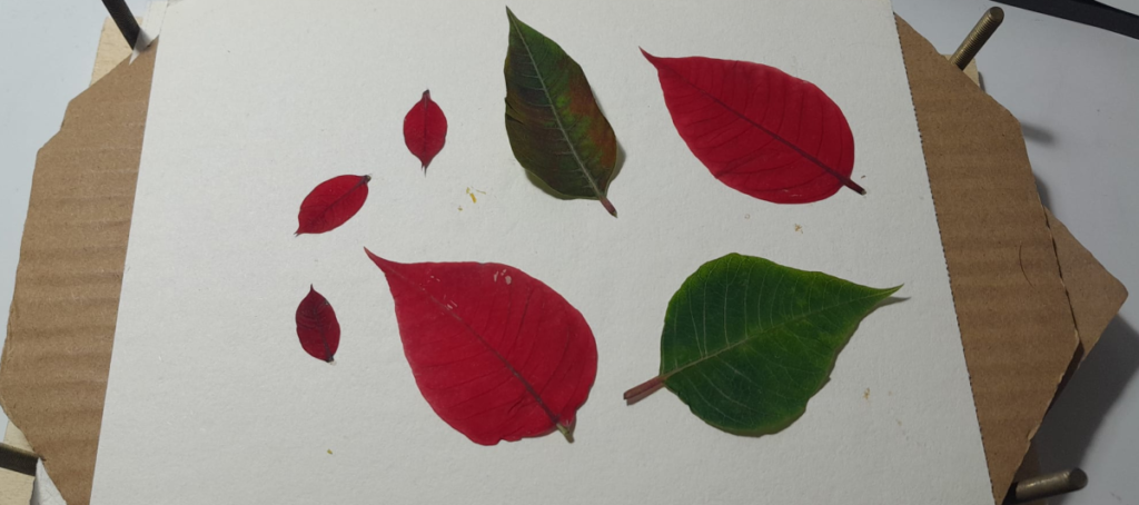 @herba.press || artă botanică flori pregătite pentru presare, poinsettia roşu pentru decor de iarnă 2026